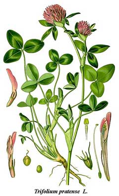Trifolium pratense